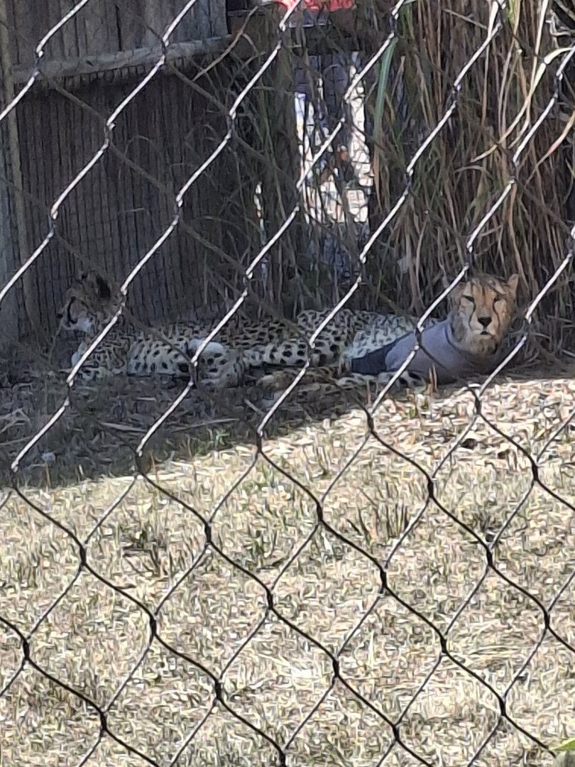 Heart of Africa- Cheetah