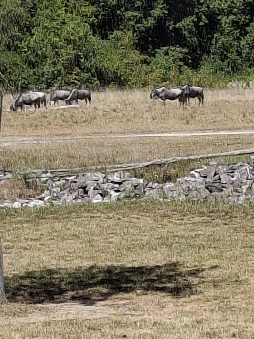Heart of Africa- Common Wildebeest