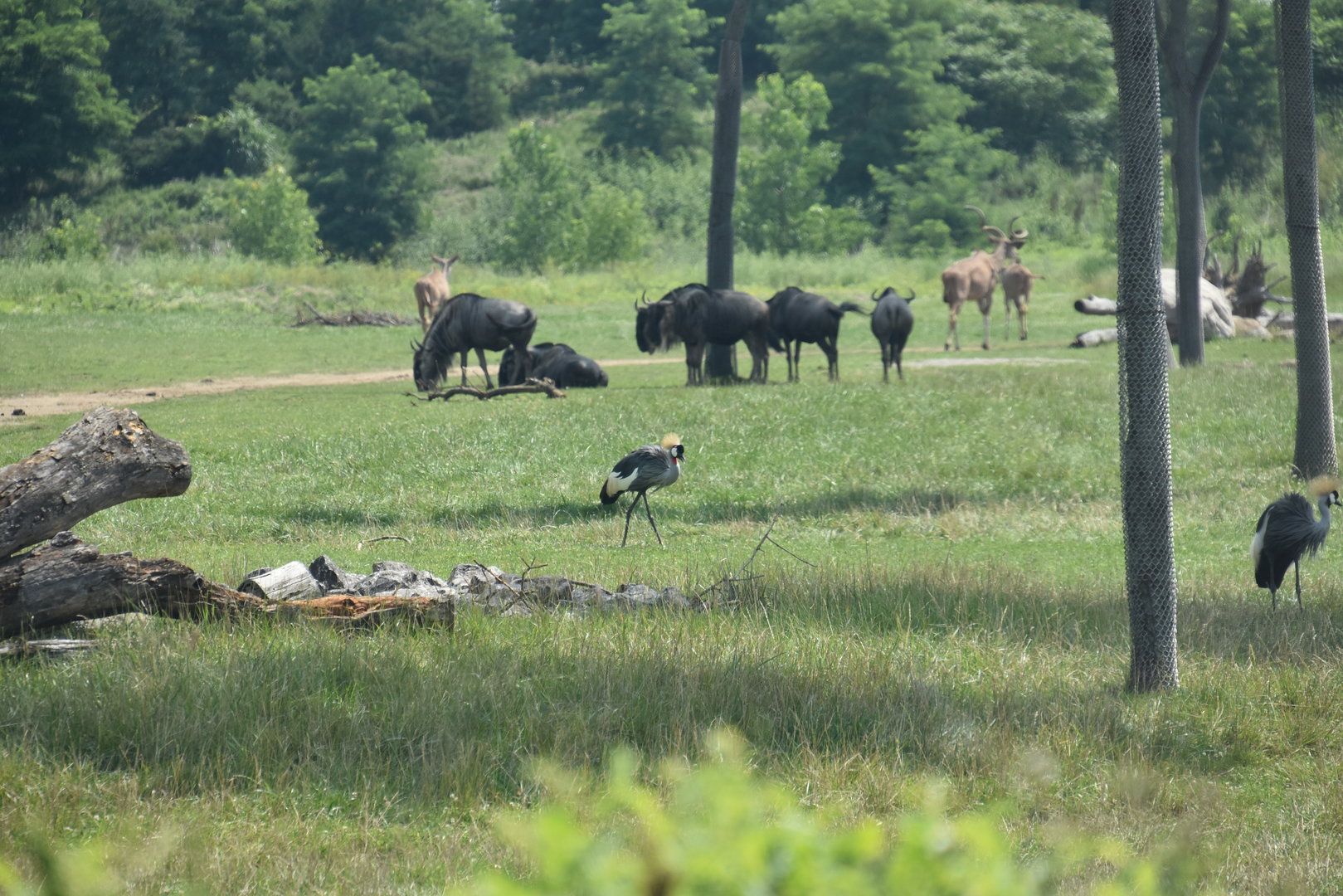 Heart of Africa - Crowned Crane & Common Wildebeest