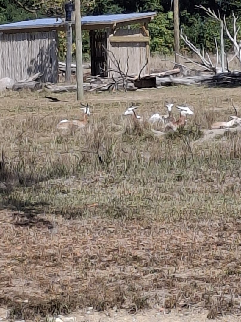 Heart of Africa- Dama Gazelle