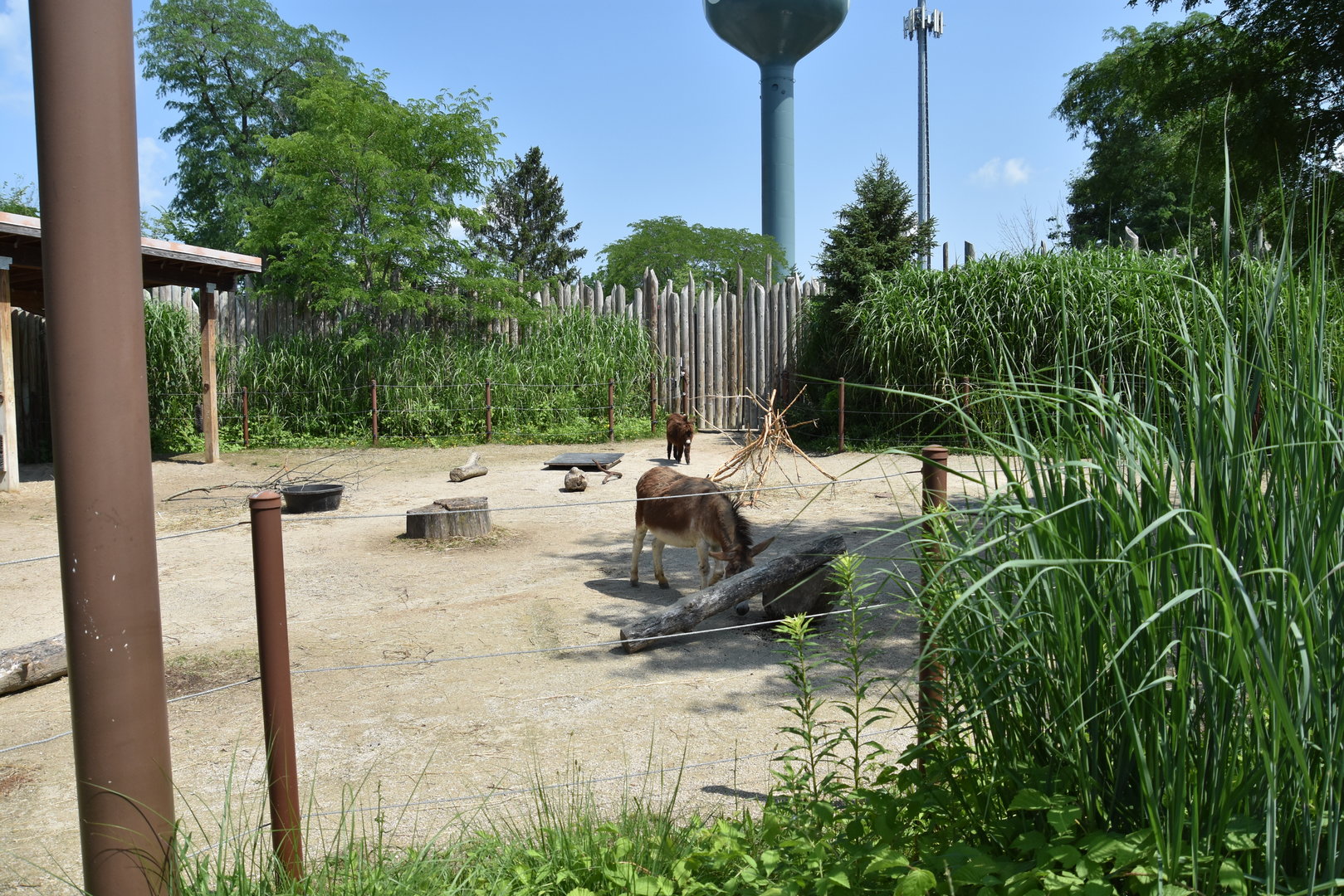 Heart of Africa - Domestic Donkey