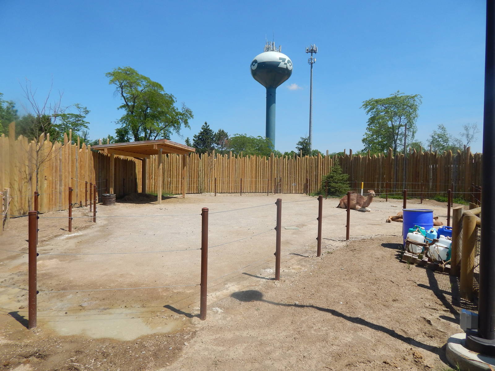 Heart of Africa - Dromedary Camel Exhibit