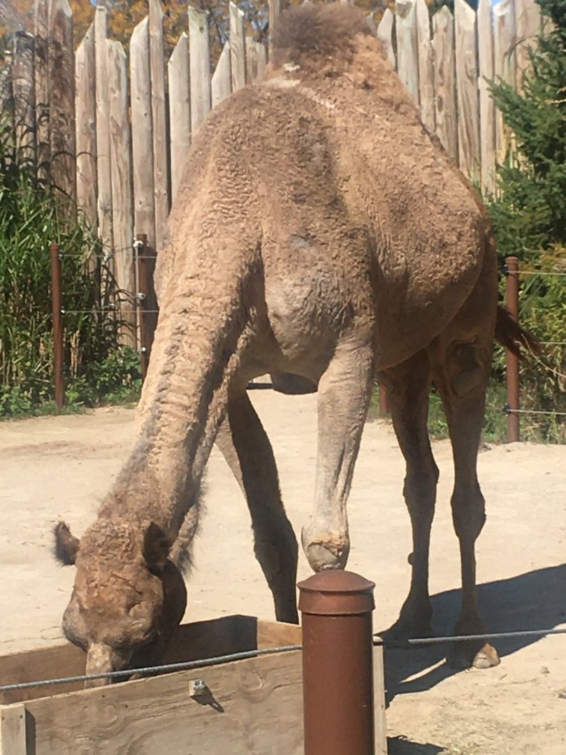 Heart of Africa - Dromedary Camel