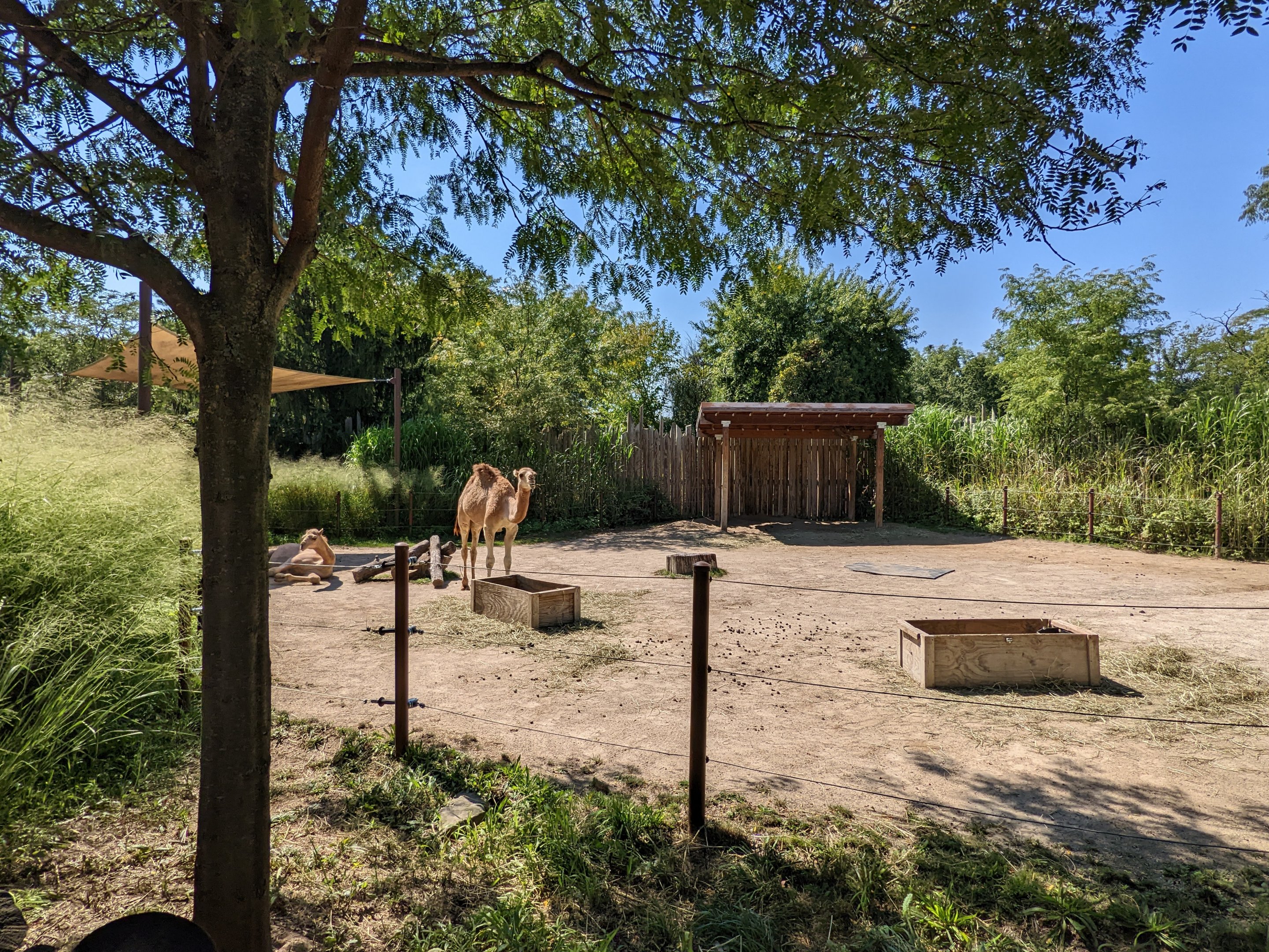Heart of Africa -  Dromedary camel