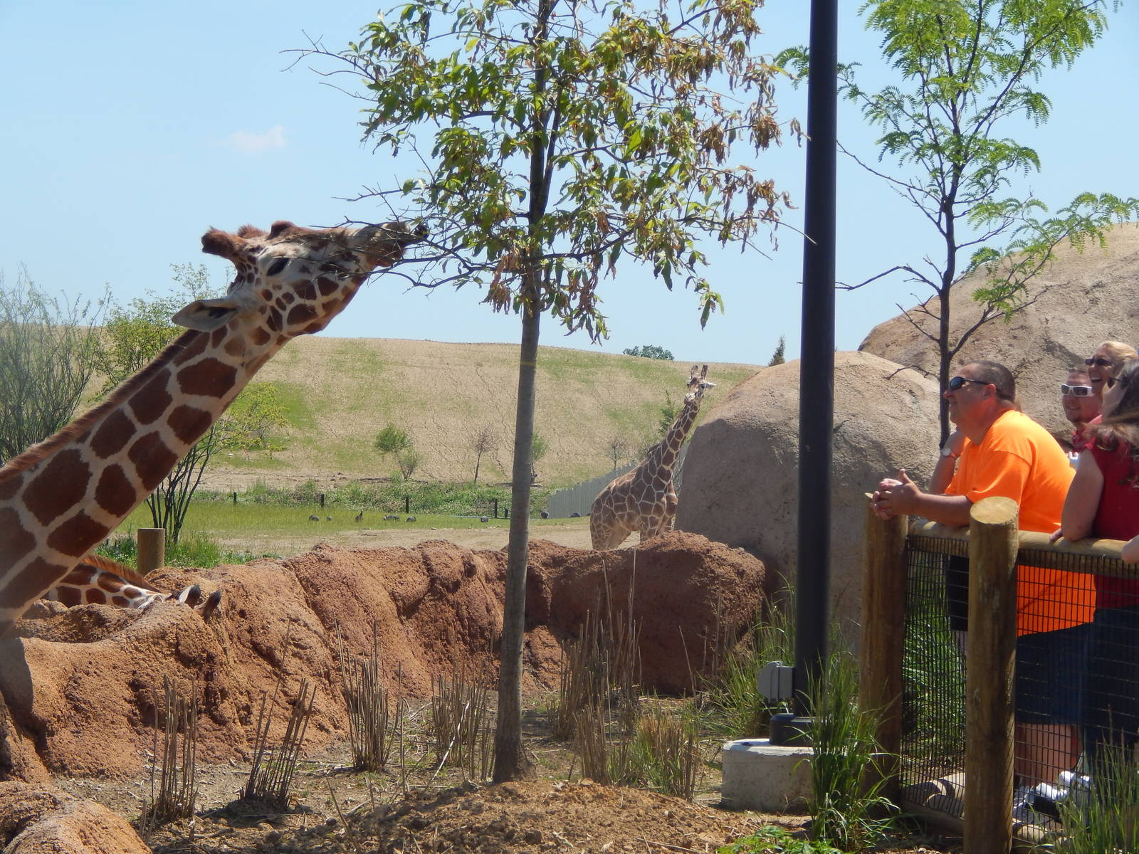 Heart of Africa - Giraffe Shamba - Reticulated Giraffe Feeding