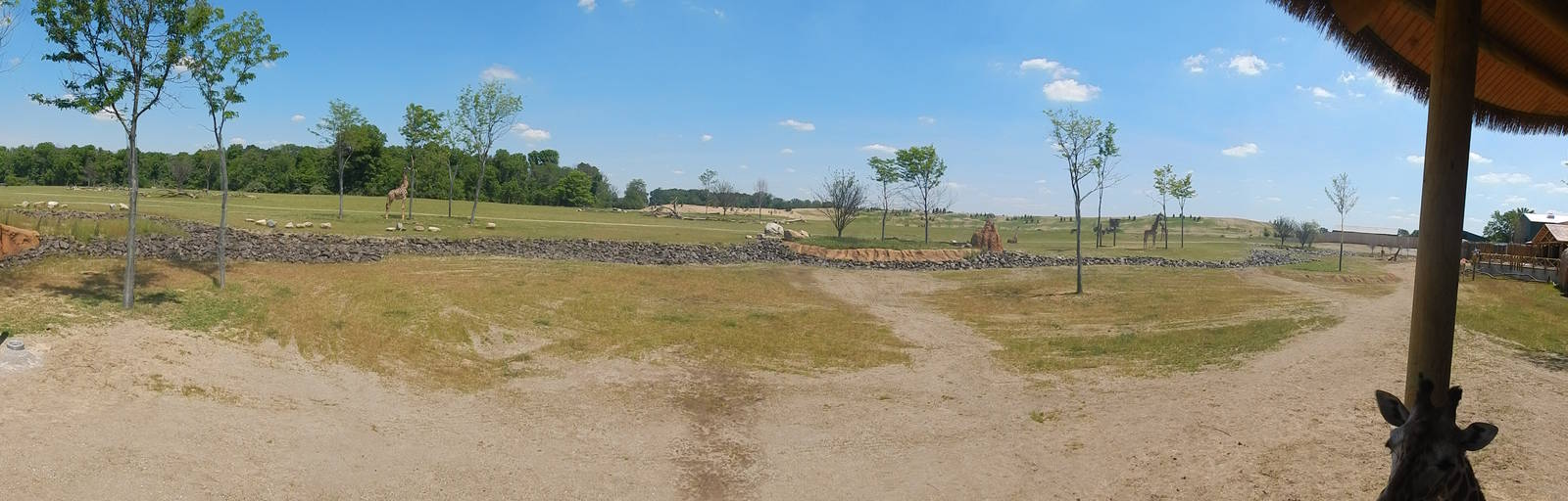 Heart of Africa - Giraffe Shamba + Savanna Exhibits - Panorama