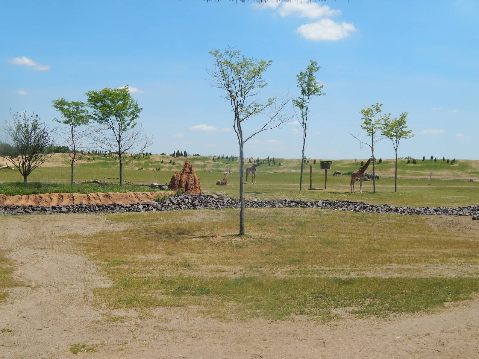 Heart of Africa - Giraffe Shamba + Savanna Exhibits