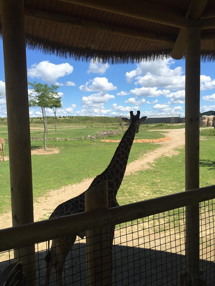 Heart of Africa- Giraffe