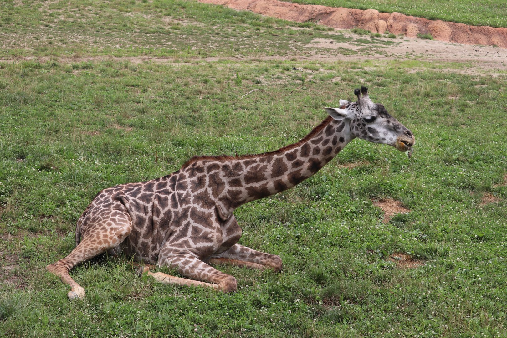 Heart of Africa - Giraffe