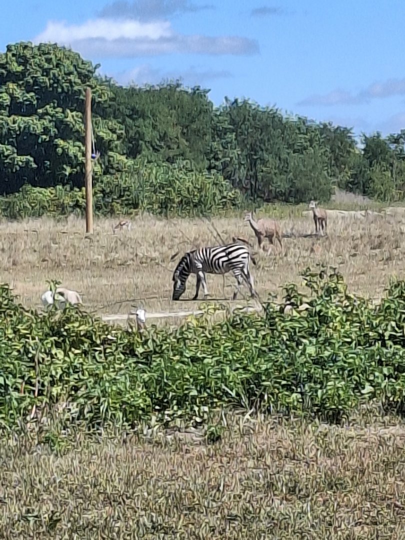 Heart of Africa- Grant's Zebra