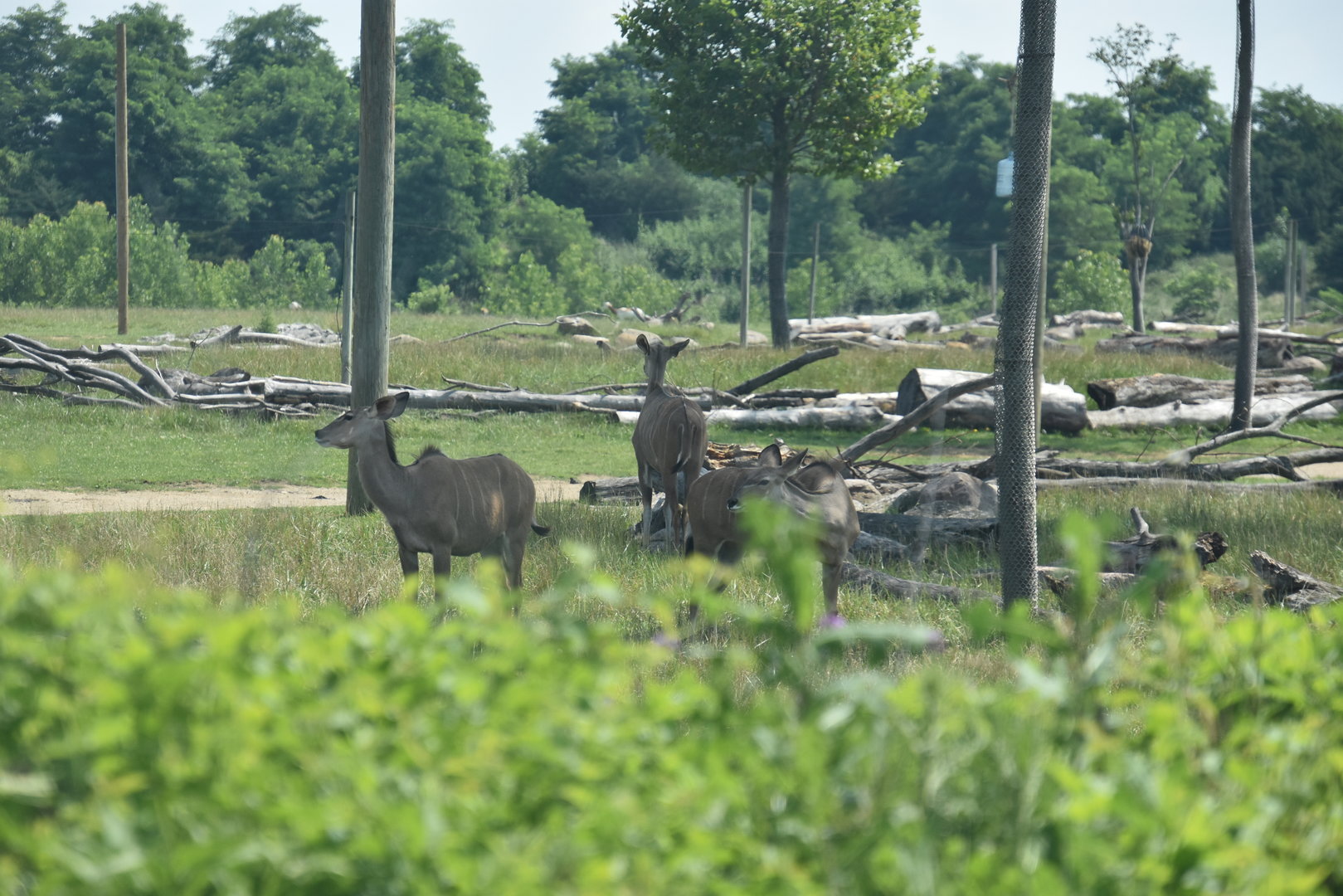 Heart of Africa- Greater Kudu