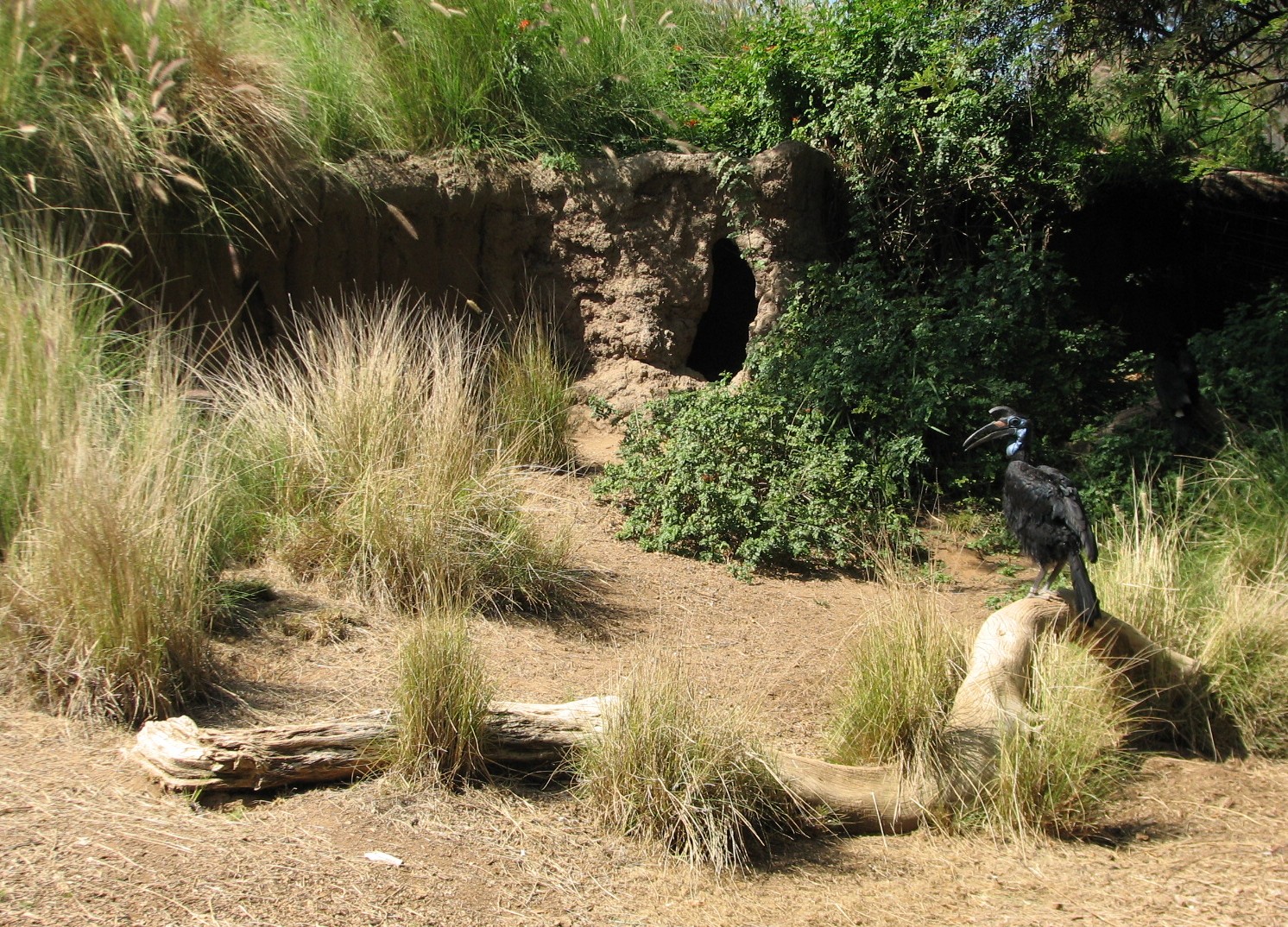 Heart of Africa - Ground Hornbill Exhibit