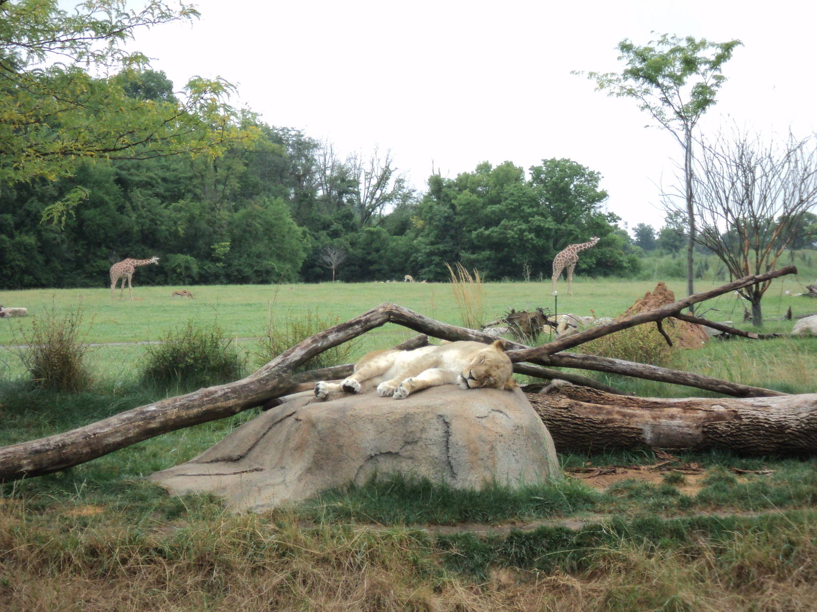 Heart of Africa- Lion Exhibit and Savanna