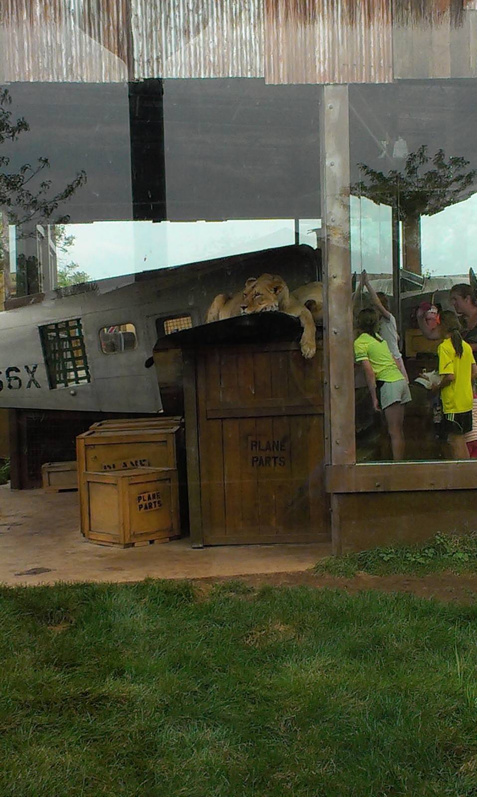 Heart of Africa- Lion Exhibit