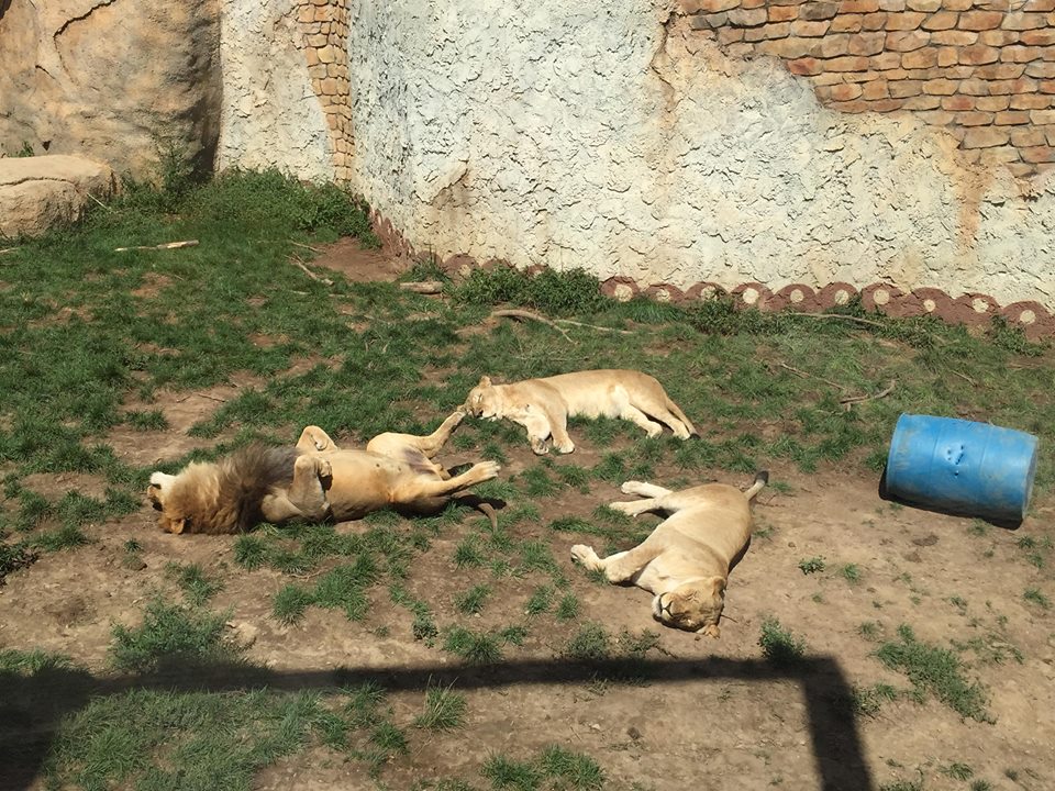 Heart of Africa- Lion