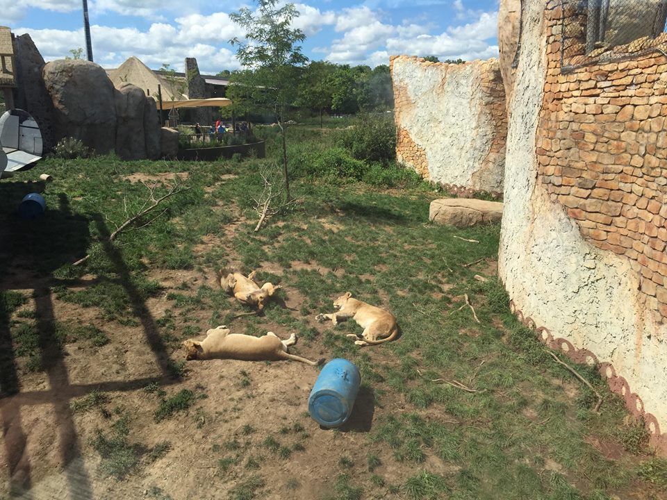 Heart of Africa- Lion