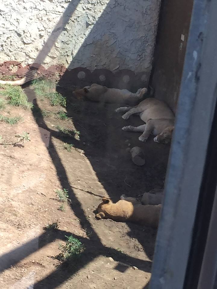 Heart of Africa- Lion