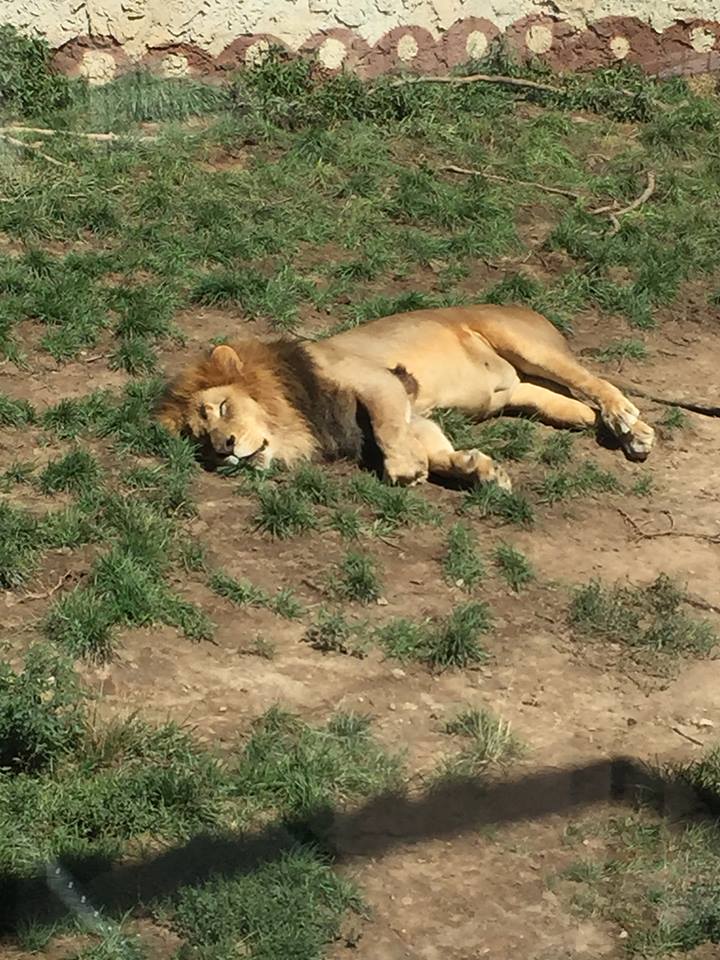 Heart of Africa- Lion