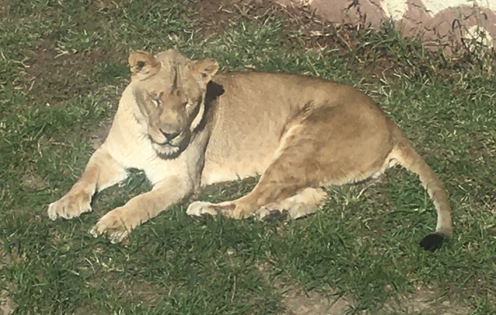 Heart of Africa - Lion