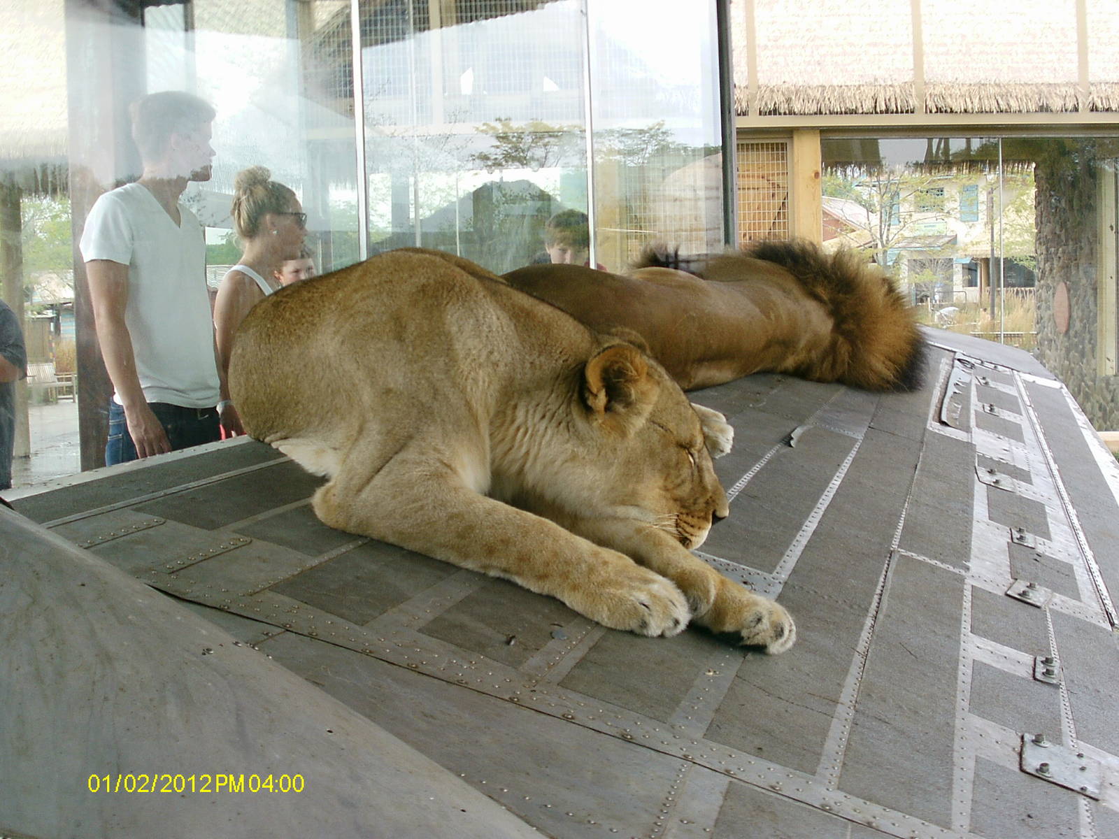 Heart of Africa- Lions from Plane Cockpit