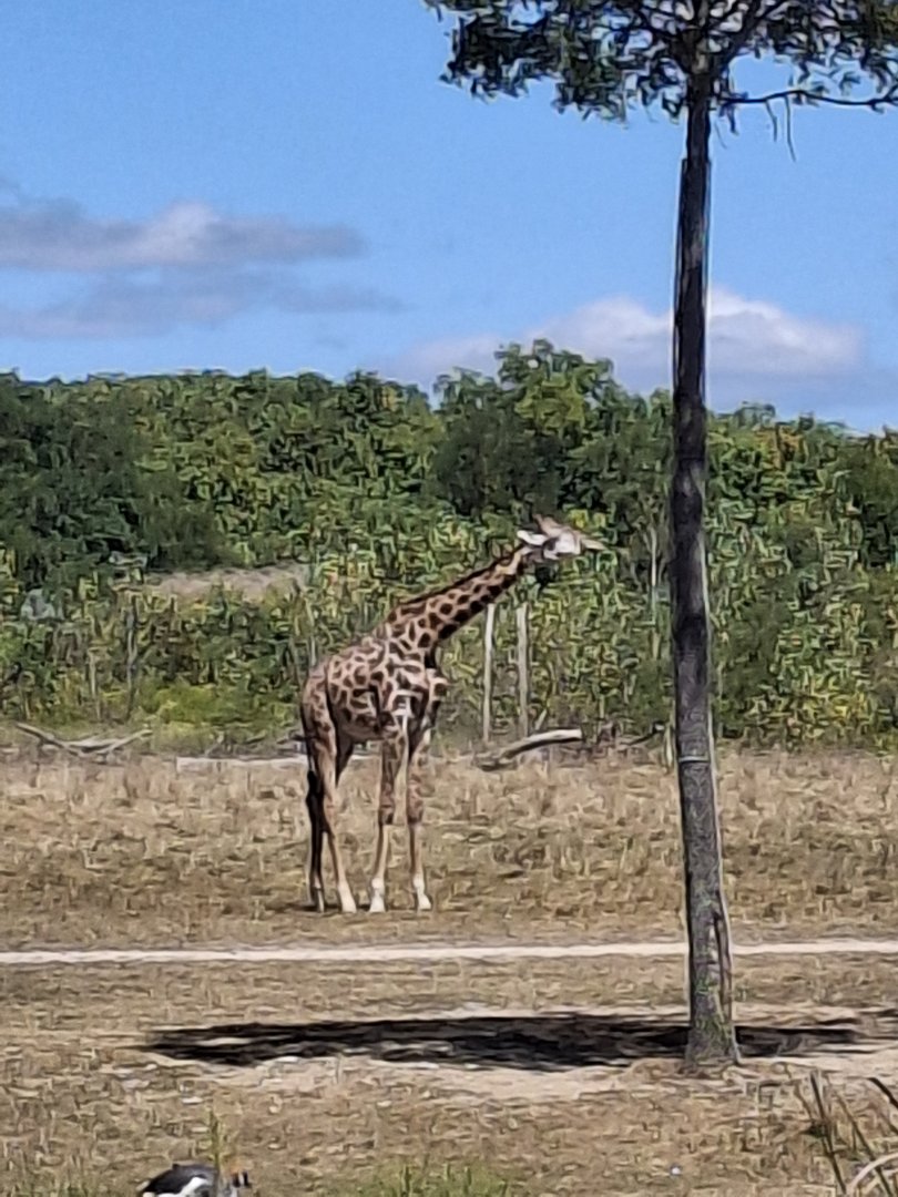 Heart of Africa- Masai Giraffe
