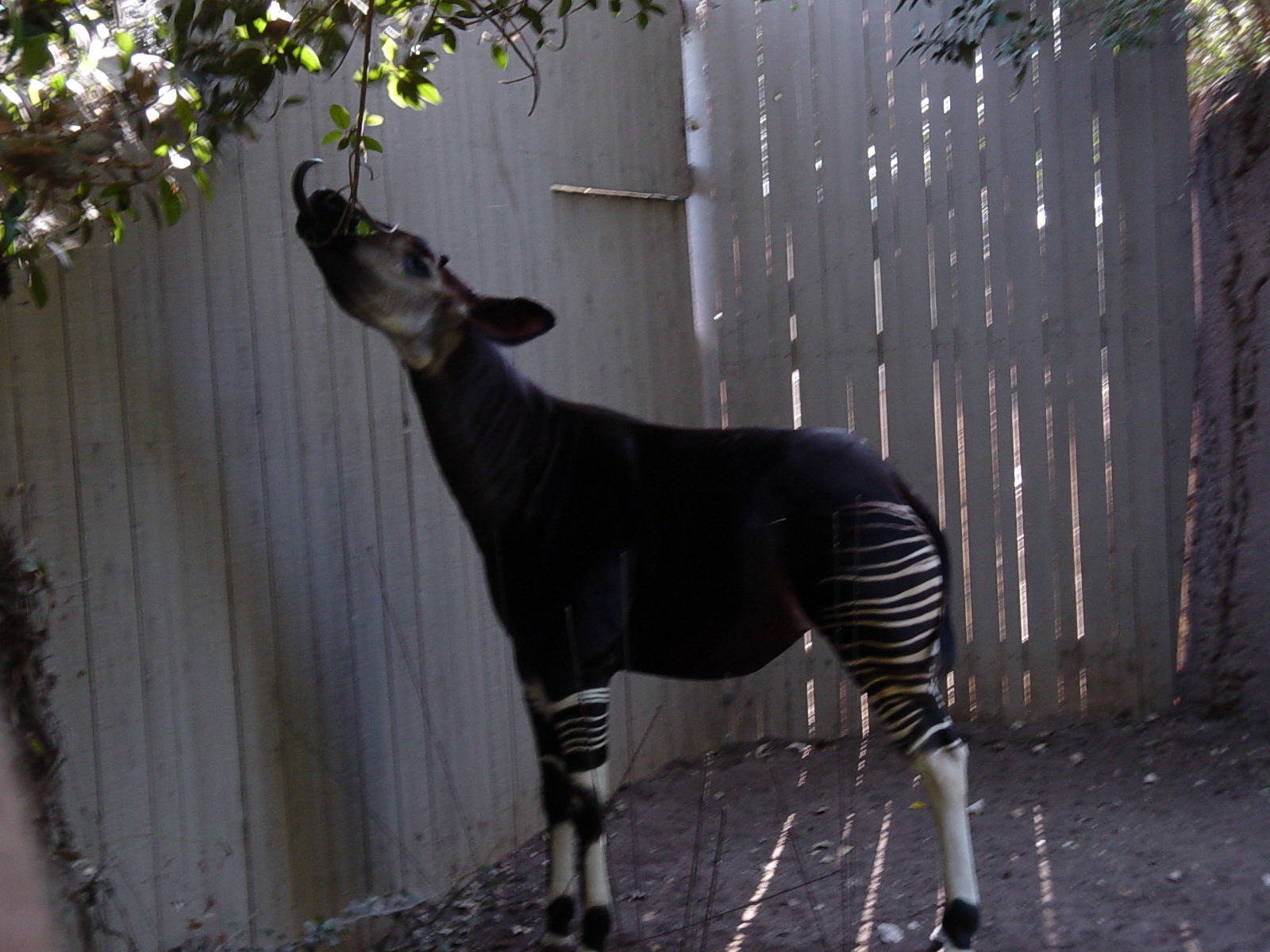 Heart of Africa - Okapi