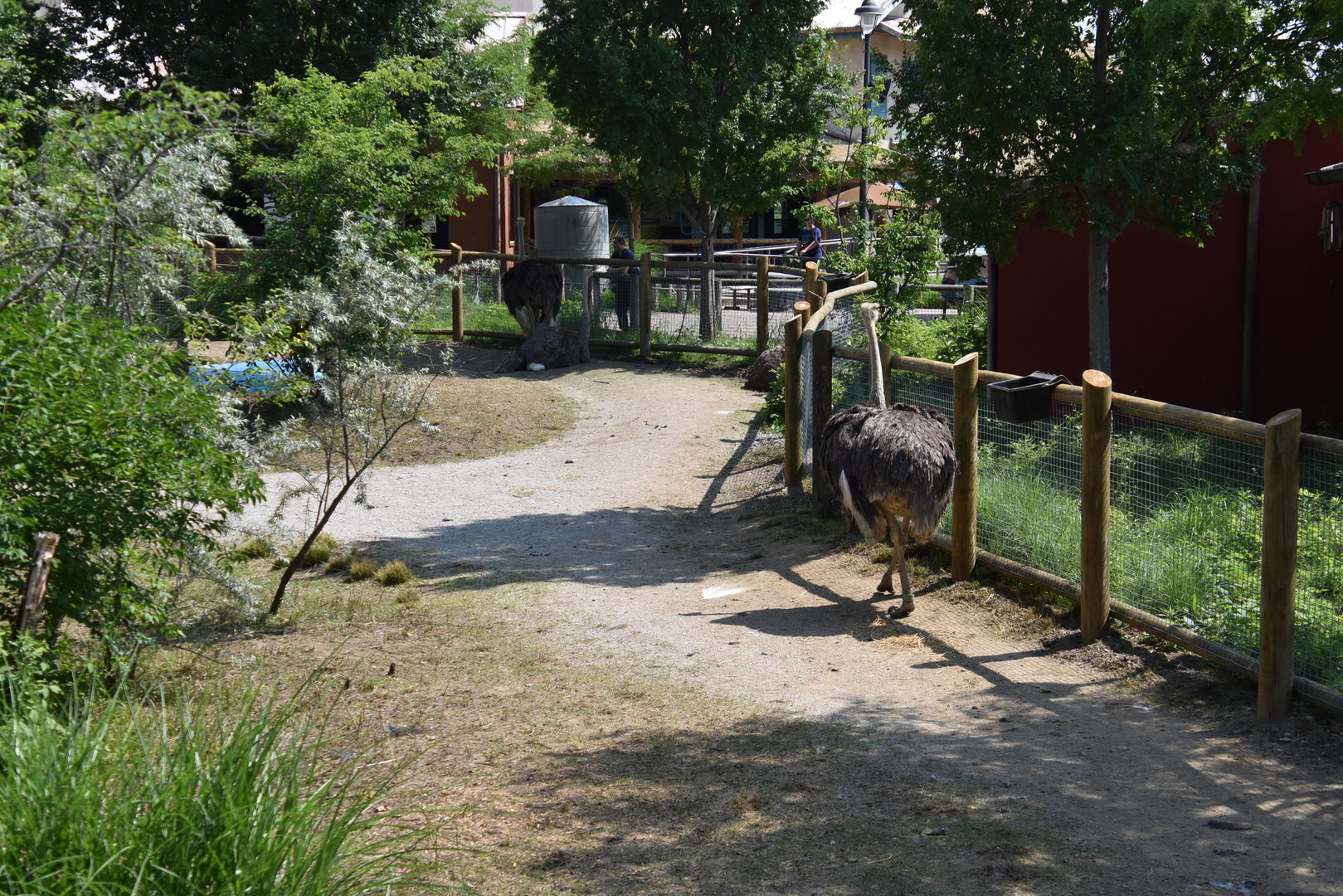 Heart of Africa - Ostrich