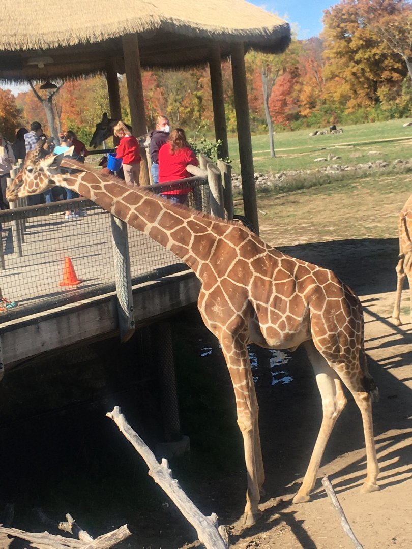 Heart of Africa - Reticulated Giraffe