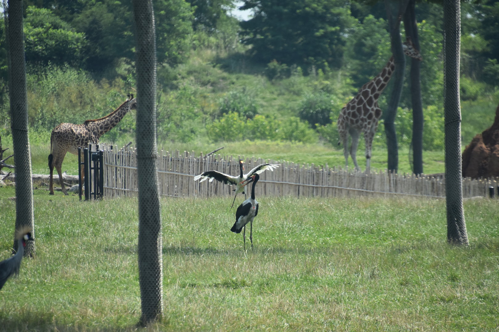 Heart of Africa - Saddle Billed Stork
