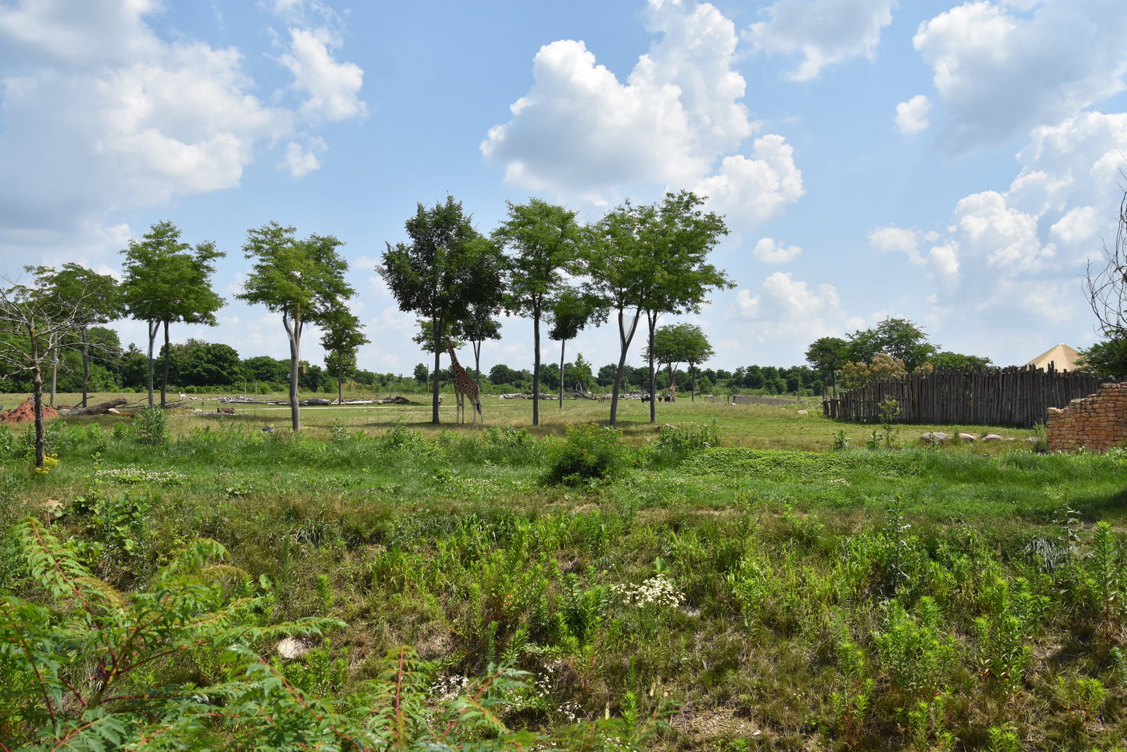 Heart of Africa savanna exhibit