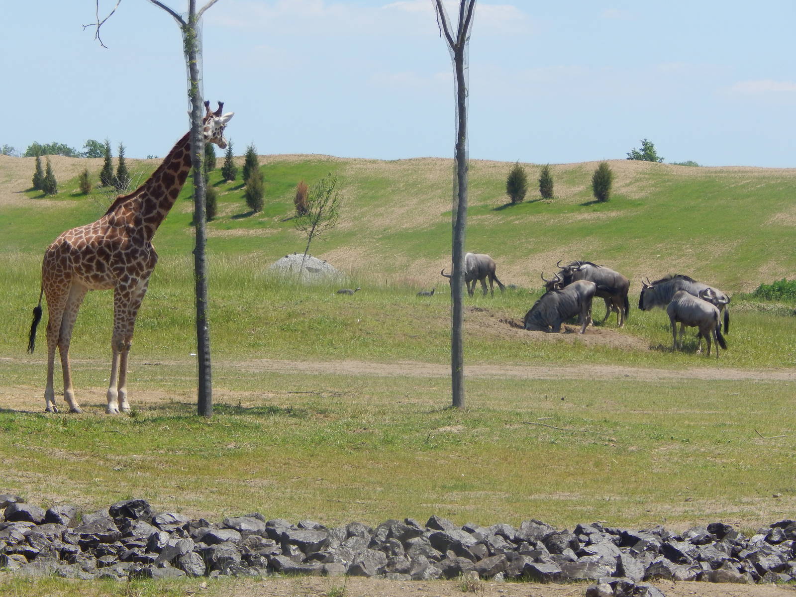 Heart of Africa - Savanna - Giraffe + Common Wildebeest