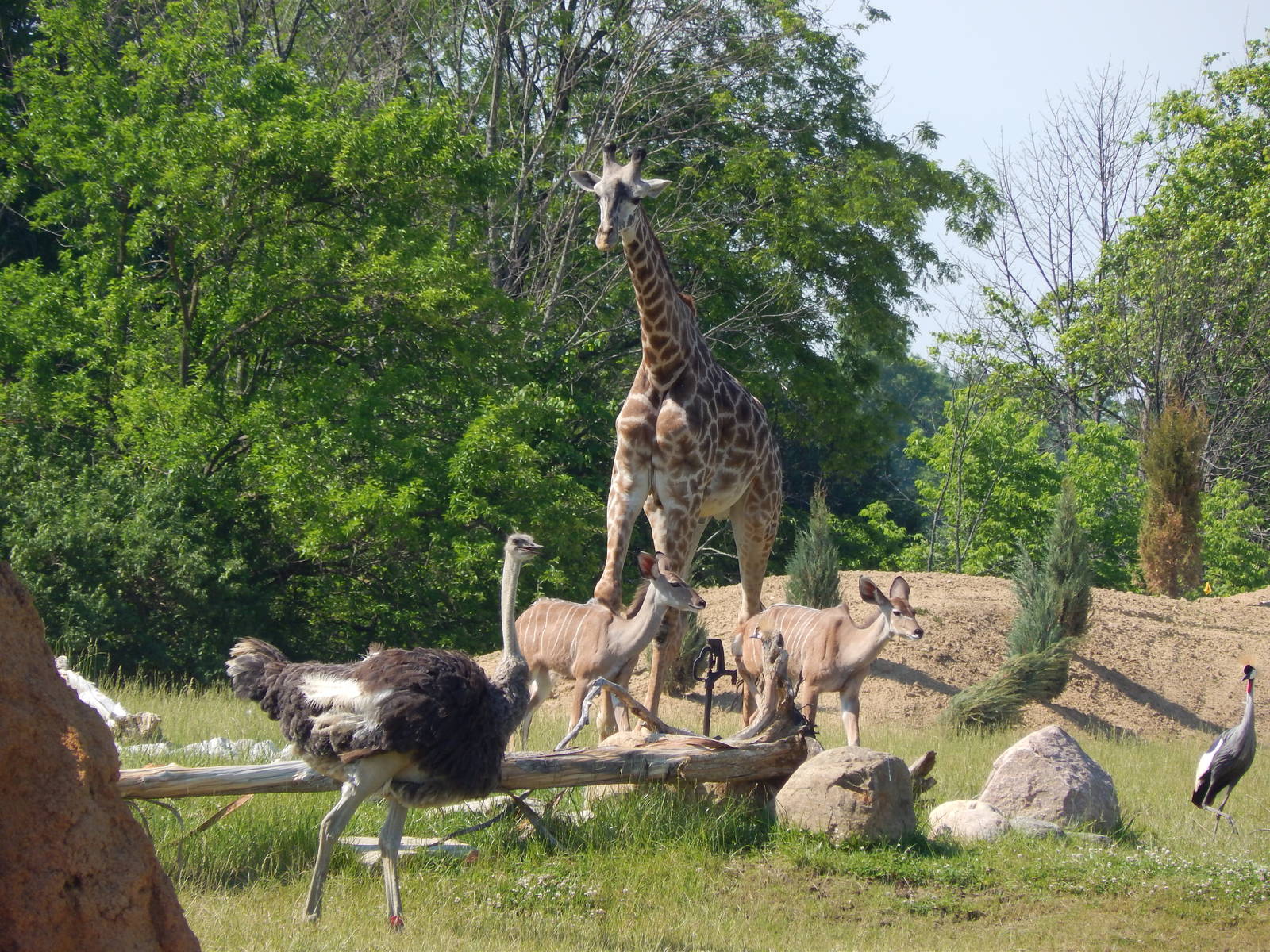 Heart of Africa - Savanna - Giraffe + Ostriches + Greater Kudu + Grey Crown