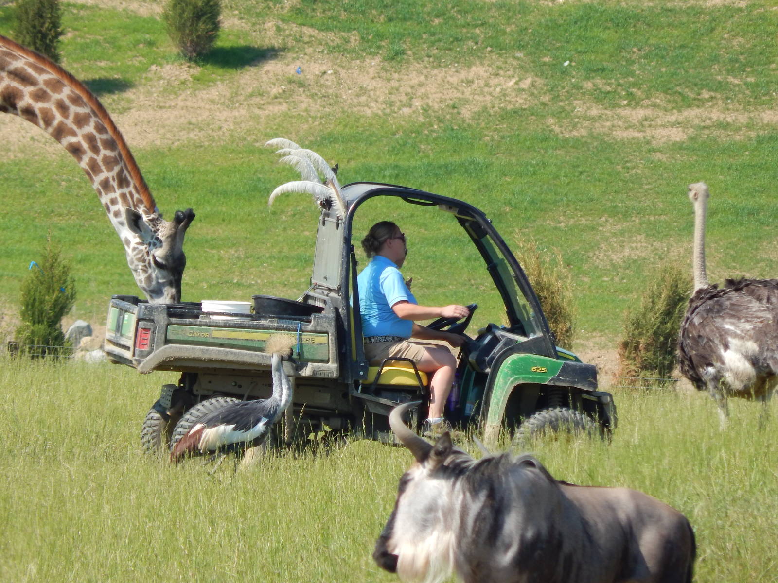 Heart of Africa - Savanna - Stealing Food