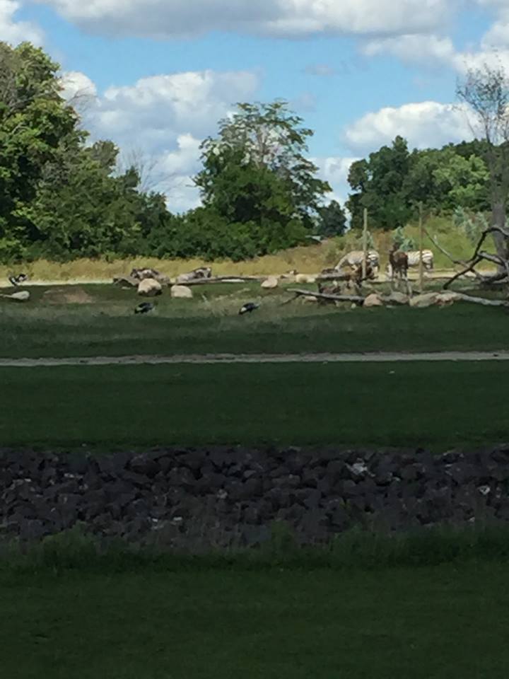 Heart of Africa- Savanna