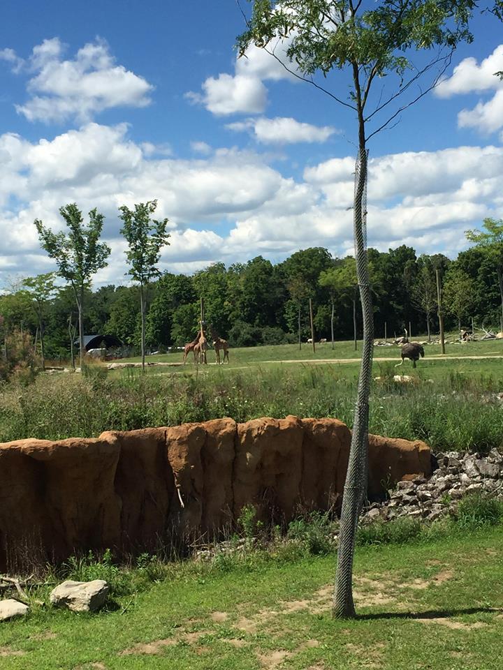 Heart of Africa- Savanna