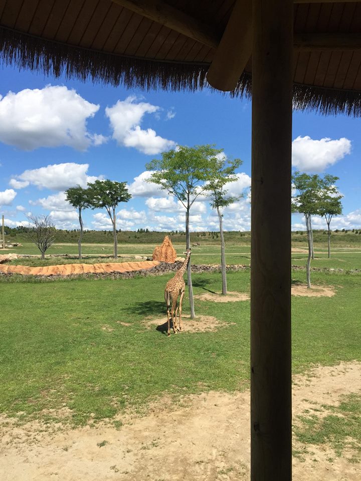 Heart of Africa- Savanna