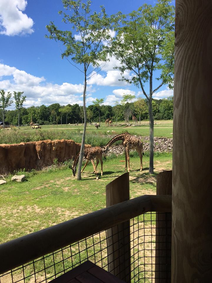 Heart of Africa- Savanna