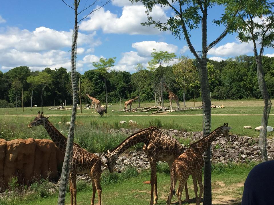 Heart of Africa- Savanna