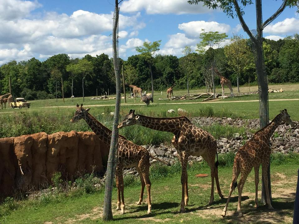 Heart of Africa- Savanna