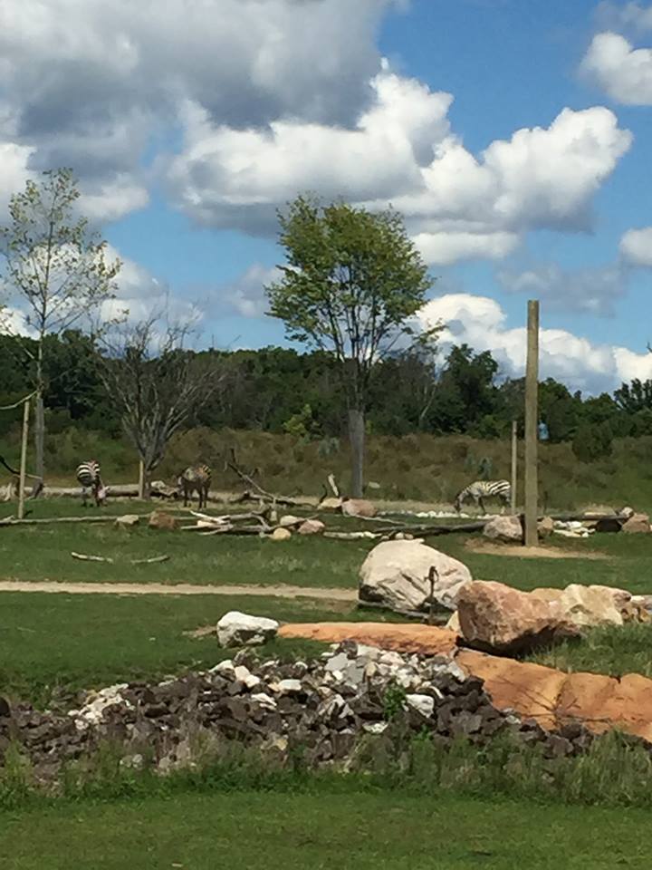 Heart of Africa- Savanna