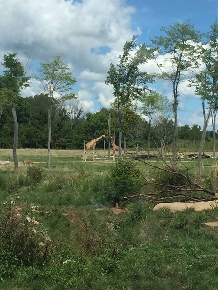 Heart of Africa- Savanna