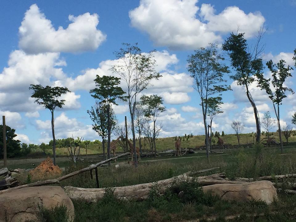 Heart of Africa- Savanna