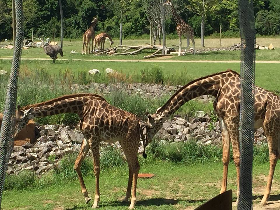 Heart of Africa- Savanna