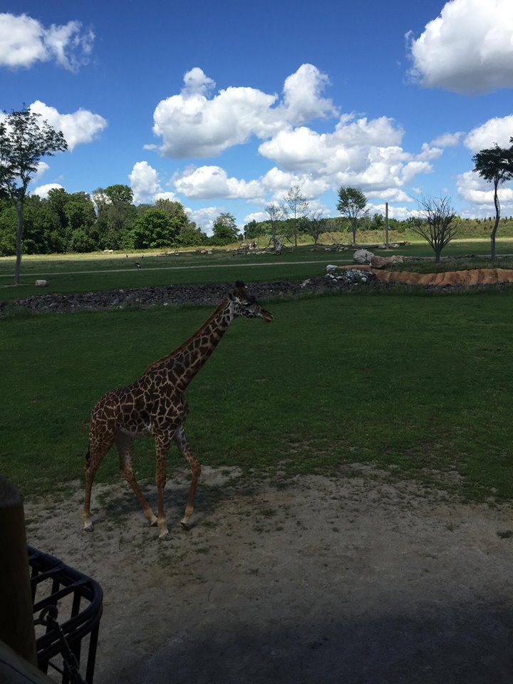 Heart of Africa- Savanna