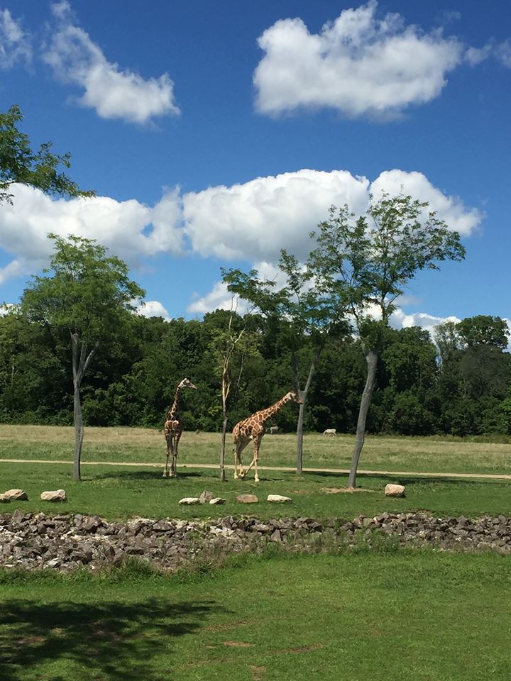 Heart of Africa- Savanna
