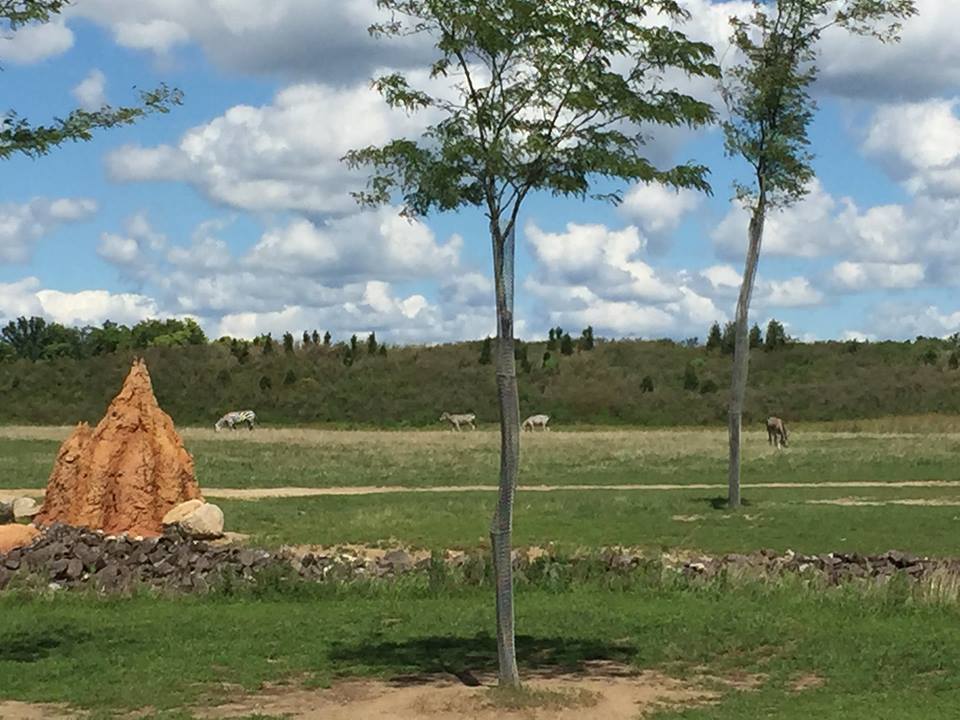 Heart of Africa- Savanna