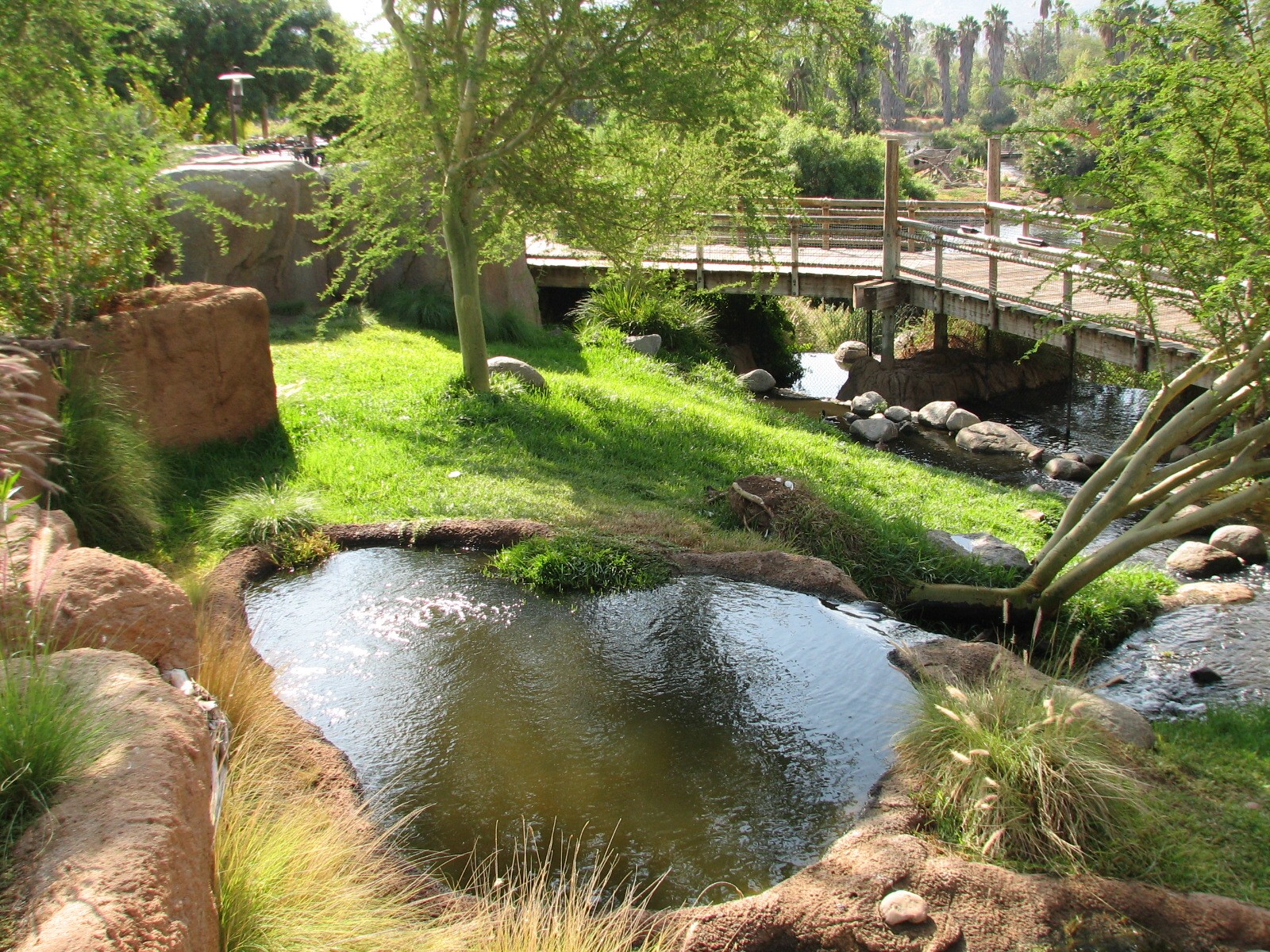 Heart of Africa - Southern Steenbok and Crowned Crane and Abdims Stork Exhi