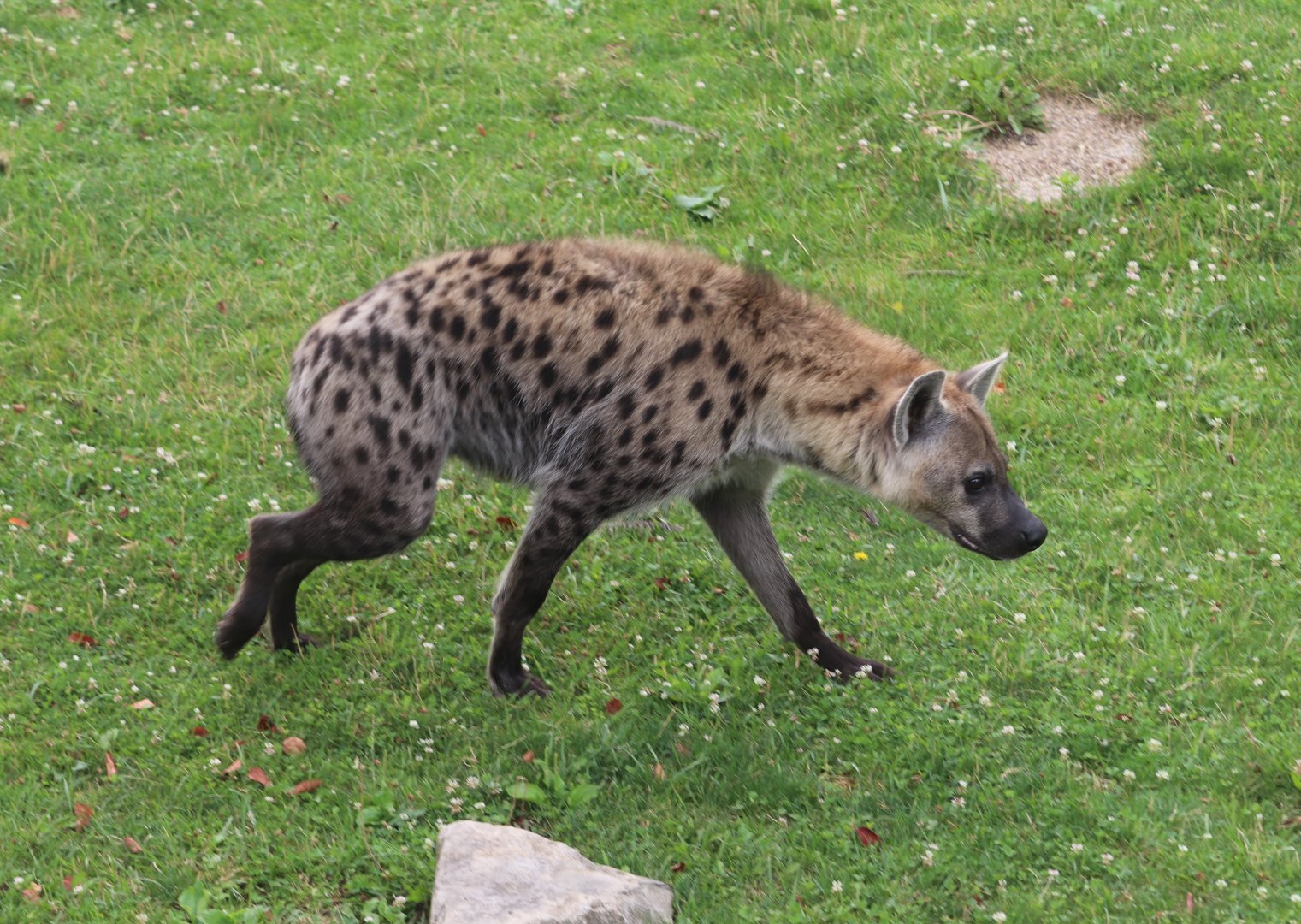 Heart of Africa - Spotted Hyena