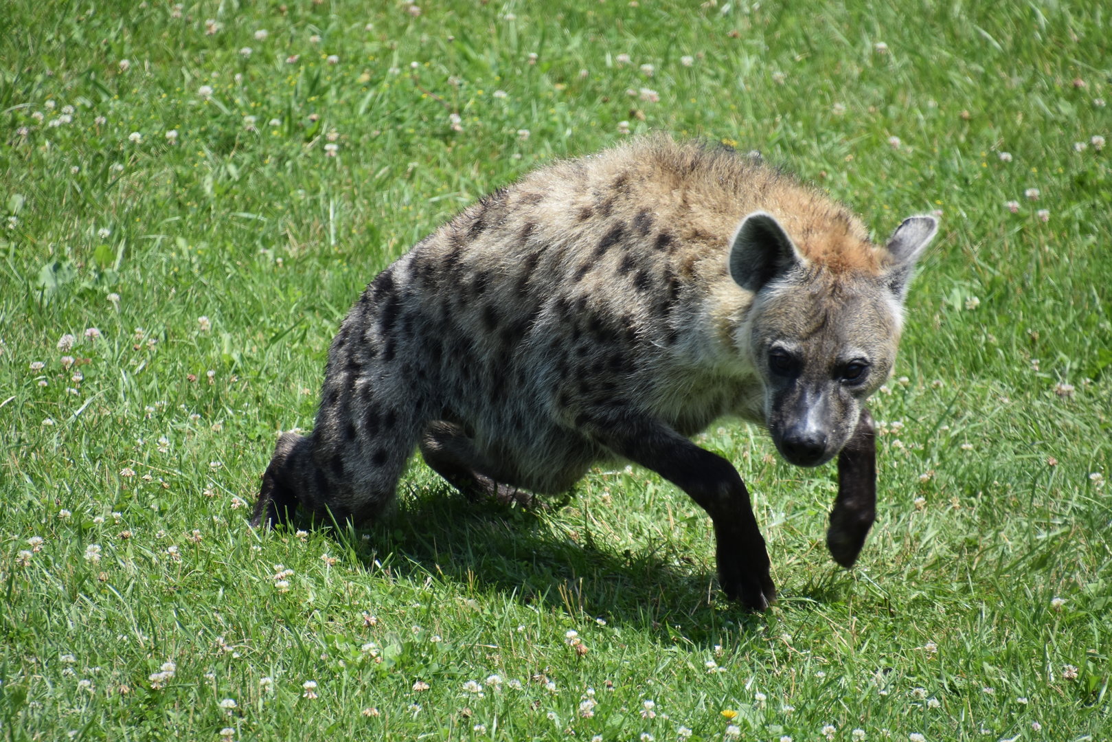 Heart of Africa - Spotted Hyena