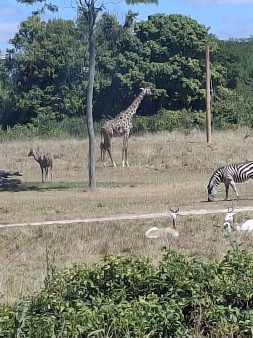 Heart of Africa- Various Hoofstock